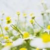 Lire cet article : Lotion apaisante aux fleurs d'oranger et de camomille