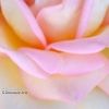 Lire cet article : Roses en diaporama