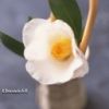 Lire cet article : R�le des fleurs dans notre bien-�tre