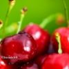 Lire cet article : Au temps des cerises