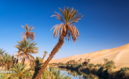 Sahara, rivière et palmeraie