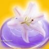 Lire cet article : Huile � la rose musqu�e et au lys