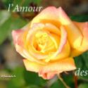 amour_roses