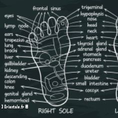 Chaque partie du corps se retrouve dans le pied selon la rflexologie!