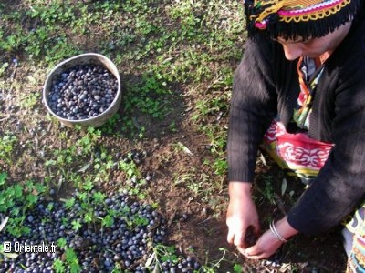 Femme kabyle, cueillette des olives
