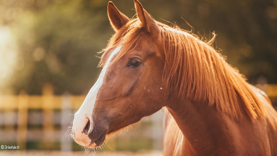 Le cheval est un symbole de beaut