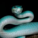 Variété de serpent le Trimeresurus insularis