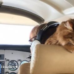 Un chat dans le cockpit