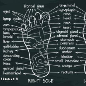 Chaque partie du corps se retrouve dans le pied selon la r�flexologie!