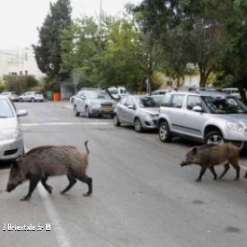 Des sangliers se prom�nent dans les rues de Sidi Amar, dans la p�riph�rie d'Annaba