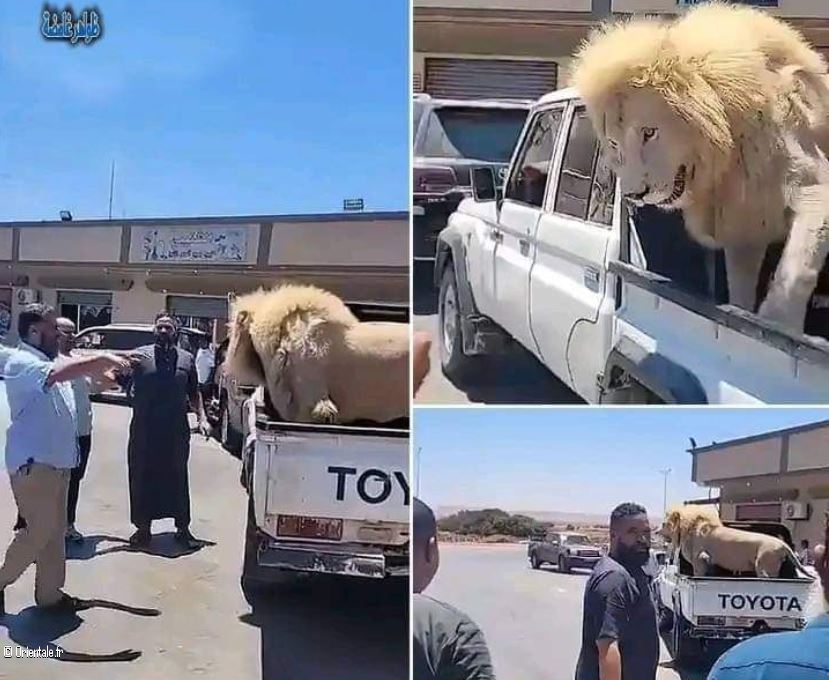 Un lion dans une fourgonnette en Libye