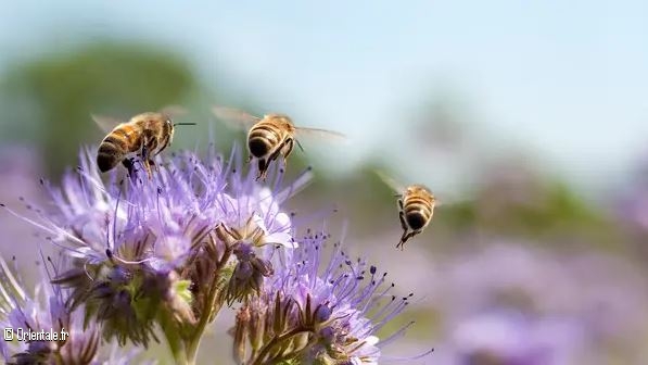 Les abeilles algriennes souffrent de la chaleur du climat dsertique