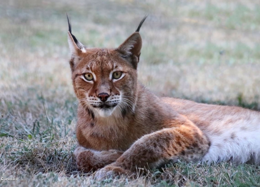 Lynx avec un regard pntrant